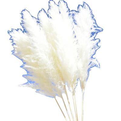 China PP1006 Natural Wholesale Decorative Phragmites Touch Dried Gray White OEM Small Pampas Grass Real Natural Pampas Grass Bunch Flowers for sale