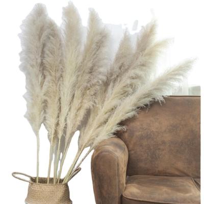 China PP1003 Natural Touch Wedding Home Decor Dried Premium Pink Bleached Natural Dried Gras Fleurs De White Pampas Grass Pampas Grass Fluffy for sale