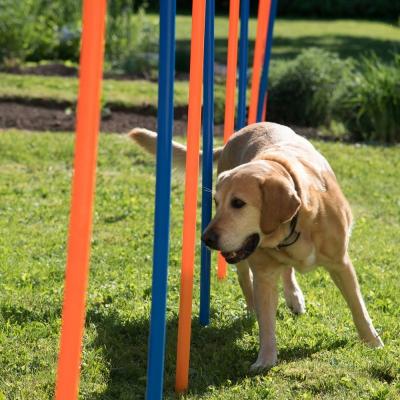 China Sustainable Outdoor Dog Agility Armor Pole Pet Training Equipment Agility Exercise Set Equipment 12 Pcs for sale