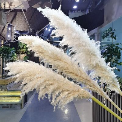 China Environmental Protection Flowers Green Natural Dry Pampas Grass For Wedding Decoration White Pampas Grass For Mother's Day 2022 Valentine's Day Gift for sale