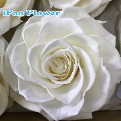 China Environmental Protection Eternal Roses Fresh 5-6 Cm Large Green Running Light Pink Christmas Decorations Preserved Flowers for sale