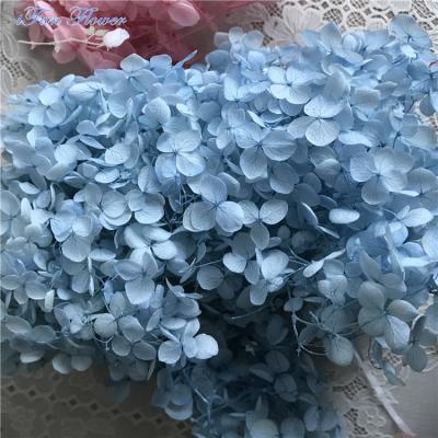 China Wholesale Green Environmental Protection Preserved Hydrangea In Natural Cut Flower Big Long Lasting Fresh Leaf for sale