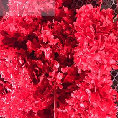 China Wholesale Green Environmental Protection Natural Preserved Hydrangea Preserved Flowers For Holiday Decoration for sale