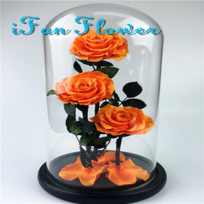 China Environmental Protection Valentine's Day Green Love Preserved Rose Flower In Glass Dome for sale