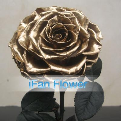 China Alibaba's environmental protection eternal golden rose flower of preserved glass dry flower decoration green direct exports rose wholesale for sale