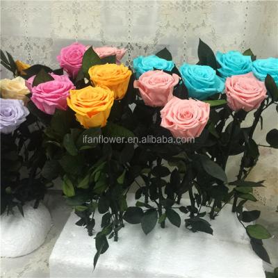 China Largest Environmental Protection Sky Blue Green Romantic Bud Preserved Real Touch Natural Rose Flower In Gift Box for sale