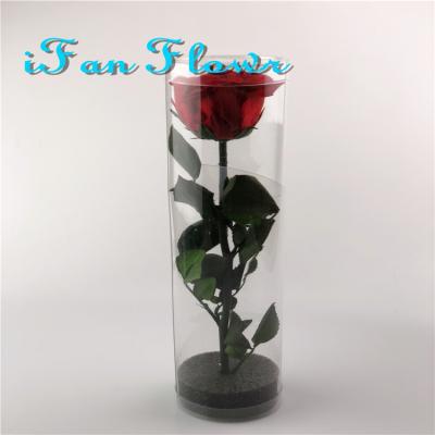 China Green hot sale environmental protection new preserved eternal flowers rose in acrylic gift box for sale