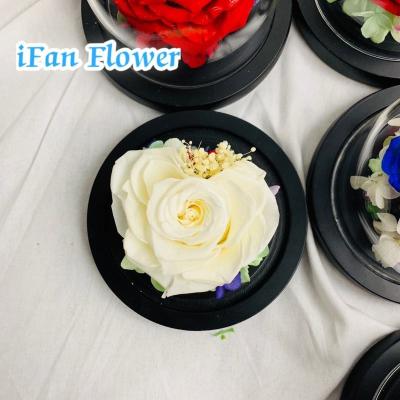 China China Supplier Green Environmental Protection Hot Sale 12 Pcs / Glass Box Preserved Flower Dried Carnation for sale