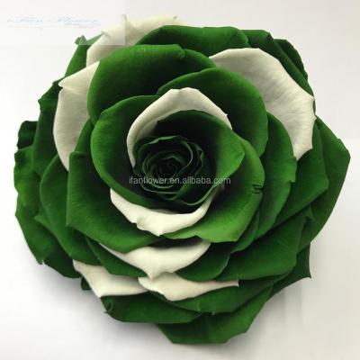 China New Best Quality Green Wholesale Eternity Roses Real Environmental Protection Roses Heads for sale