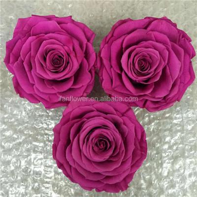 China Unique Style of Natural Touch Excellent Quality Freeze Dried Preserved Roses Rose Flower for sale