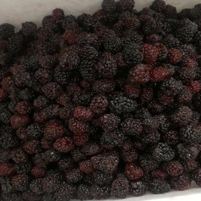 China Whole Hot Sale IQF Blackberry Fresh Fresh JELLY for sale