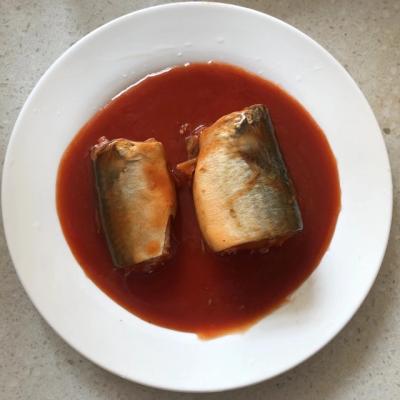 China Canned canned mackerel canned fish in brine in tomato sauce in oil for sale