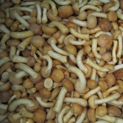 China IQF Nameko Shiitake Premium Frozen Mushroom FROZEN for sale