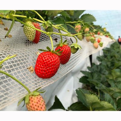 China High Strength Multi-Span Agricultural Greenhouses For Strawberry for sale