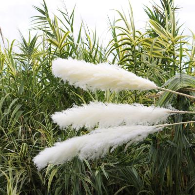 China Amazon Best Selling Real Natural Fluffy Natural White Cream Colorful Beige Touch Dried Pampas Grass For Decorations for sale