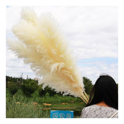 China Free Sample Dried White Beige Pampas Grass Single Pink Large Cream Natural Fluffy Grass Great For Decorations for sale