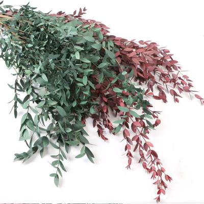 China Factory direct wholesale hand made nature preserved green red color eucalyptus parvafolia pointed-leaved eucalyptus for decoration for sale