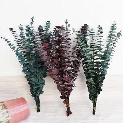 China Wholesale Hand Made Dried Flower 10stems /bunch Eucalyptus Leaves Real Natural Preserved Round Eucalyptus Leaves For Home Decoration for sale