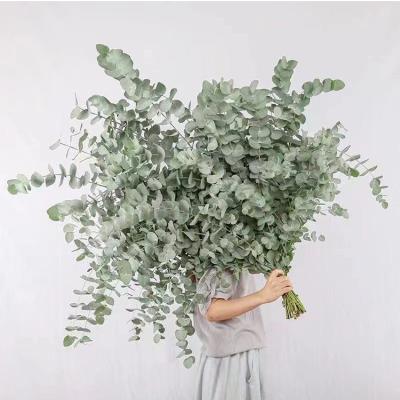 China Yunnan Handcrafted Factory Wholesale 10pcs Cheap Natural Dry Eucalyptus Leaves Preserved Eucalyptus Leaves for sale