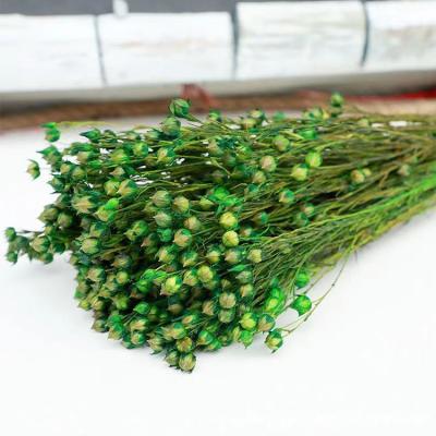 China Jequirity 2021 New Preserved Flower Arrangements Preserved Jequirity Eternal Jumble Beads for sale