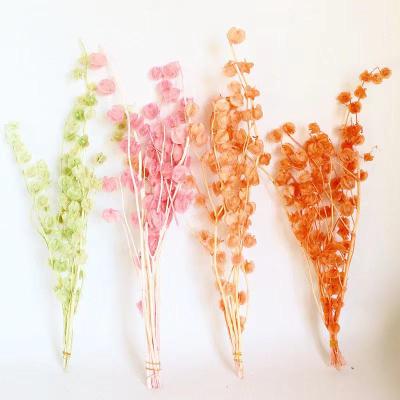 China Yunnan Windbell Flower Hot Selling 3-5 Stems/Group Preserved Flower Preserved Windbell Fruit for Wedding Decoration for sale