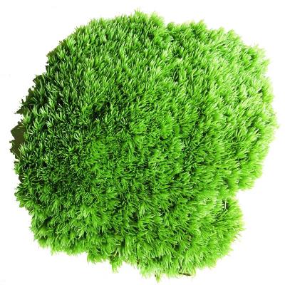 China High Quality Preserved Moss Pole Of Real Moss Wall Plant Natural Supply Real Harvest New For Wall Decoration for sale