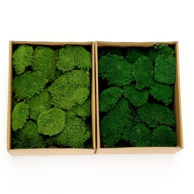 China Real Moss Wall Harvest New Natural Moss Wall Decor Real Preserved Pole Moss For Art / Decoration for sale