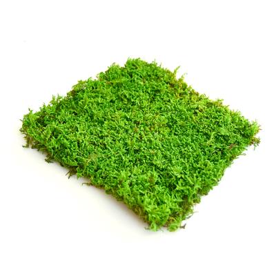 China Real Moss Wall Wholesale Stabilized Wall Decoration Lichen Preserved Moss Art Frame Flat Moss for sale