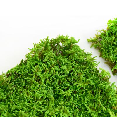 China Customized high quality 500g green flat moss piece of real moss wall preserved lichens for wall decoration for sale