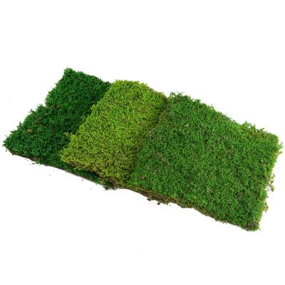 China Real Moss Wall Harvest New Natural Moss Wall Decor Real Lichens Preserved Flat Moss For Art / Decoration for sale