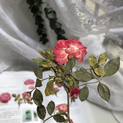 China Real Hand Made Dried Pressed Flower Rose Bud With Pressed Branch Rose Stem for sale