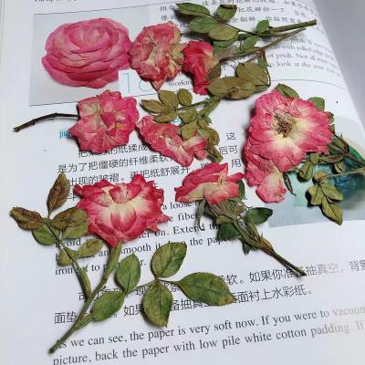 China Real Hand Made Dried Pressed Flower Rose Bud With Branch Pressed Rose Stem Pressed Rose Stem for sale