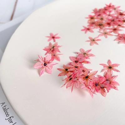 China Hot-selling hand made star embossed flower nail dry wholesale pressed flower pressed flower for sale