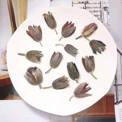 China Real Natural Flower Hand Made Embossed Pressed Flower Dried Flower Pressed Wild Tulip Plants for sale