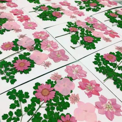 China Handcrafted Mixed Dried Rose Serials Real Flower Natural Leaf Custom Pressed Flower Compound Embossing Flower for sale