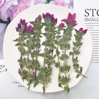 China Hand Made Handmade Photo Frame Dried Flower Materials Scented Candle Pressed Sage Flower for sale