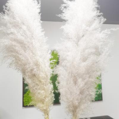 China Factory Wholesale Natural Yunnan Touch 150 cm Gray Pampas Grass Large For Wedding Home Decorations for sale