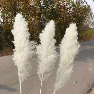 China Flowertime Yunnan factory wholesale hand made fluffy dry pampas grass bleached white tall pampas grass for sale