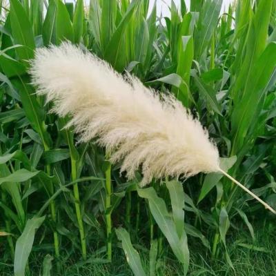 China Yunnan hand made wholesale decorative dry flower bleached white pampas grass for wedding for sale