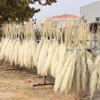 China Hot Sale Hand Made Romantic White Color Bleach Amazon Wishing Feather Reed Large Fluffy Pampas Grass For Flower Wedding Aisle for sale