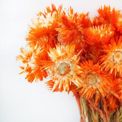 China Natural Real Touch Preserved Dried Plants And Flower Strawflower Dried Flowers Rock Daisy Flowers for sale