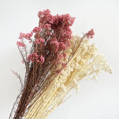 China Events Decoration Dried Rice Flower Bouquet by Customizable Plants and Flowers Colors for sale