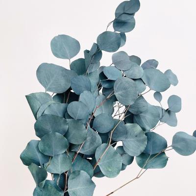 China Events Decoration Natural Dry Plants and Flowers Around Apple Leaf Eucalyptus Populus Leaves for sale