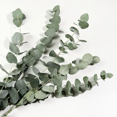 China Home natural dry home green eucalyptus leaf wedding shop decoration plants and flowers bouquet decoration for sale