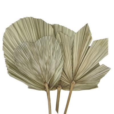 China Real natural natural spear palm variety tropical dry palm leave of plants and flowers for sale