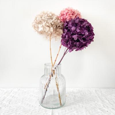 China Real Touch Real Nature Plants And Flowers Colorful Durable Dry Home Wedding Decoration Anna Hydrangeas for sale