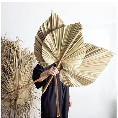 China Hot Selling Plastic Natural Dry Flower SumerFlora Amazon Palm Fan Leaf Wholesale Customized Real Dry Flower Palm Leaf Decoration for sale