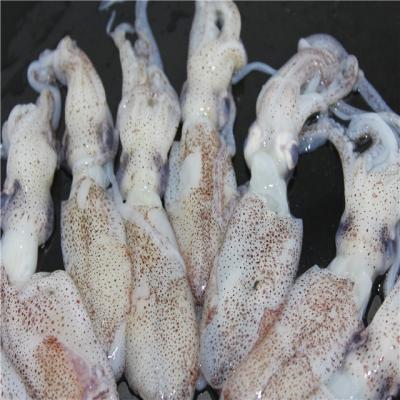 China NATURE frozen squid 5-7cm loligo whole round for sale for sale