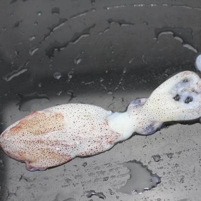 China New Season NATURE Frozen Baby Squid Whole Round Loligo chinensis for sale