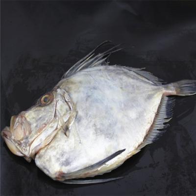 China Wholesale Price Fresh Fish John Dory Latin Name JELLY Zeus Faber for sale